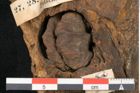 Foto (Detailansicht) von Juglans sp. (NHMW-GEO-2024-0188-11469)